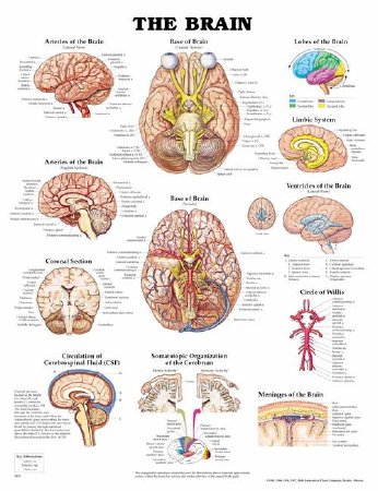 Anatomical Chart Company - Anatomical Chart Brain 20 X 26 Inch Plastic Wall Mount Laminated - 9781587791055