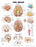 Anatomical Chart Company - Anatomical Chart Brain 20 X 26 Inch Plastic Wall Mount Laminated - 9781587791055