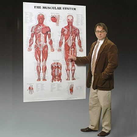 Anatomical Chart Company - Anatomical Chart Muscular System 42 X 62 Inch Plastic - 9781587799815