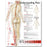 Anatomical Chart Company Anatomical Chart Understanding Pain 20 X 26 Inch Plastic Wall Mount Laminated - 9781587799846