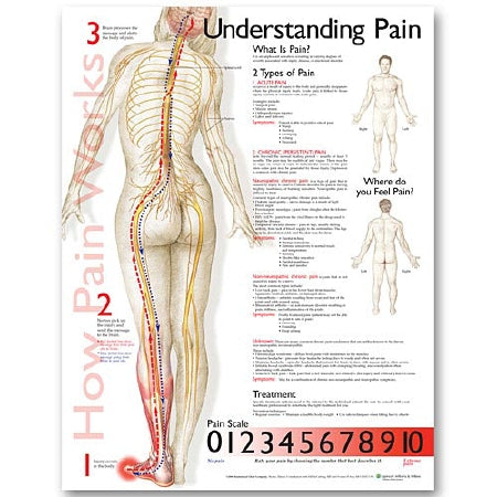 Anatomical Chart Company - Anatomical Chart Understanding Pain 20 X 26 Inch Plastic Wall Mount Laminated - 9781587799846
