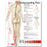 Anatomical Chart Company - Anatomical Chart Understanding Pain 20 X 26 Inch Plastic Wall Mount Laminated - 9781587799846