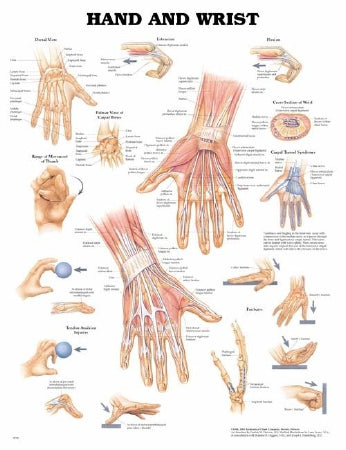 Anatomical Chart Company Anatomical Chart Hand and Wrist 20 X 26 Inch Plastic Wall Mount Laminated - 1587791420