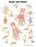 Anatomical Chart Company Anatomical Chart Hand and Wrist 20 X 26 Inch Plastic Wall Mount Laminated - 1587791420