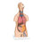 Nasco Classic 3B Scientific Torso Model Unisex Adult 24 lbs. - SB41420