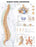 Anatomical Chart Company Anatomical Chart Human Spine Disorders 20 X 26 Inch Plastic Wall Mount Laminated - 9781587794438