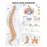 Wolters Kluwer Health Inc Chart Anatomical Human Spine Disorders 20X26" Ea - 9781587794438