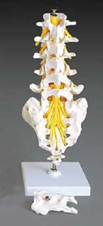 Anatomical Chart Company - Flexible Lumbar Vertebral Column Model - A74