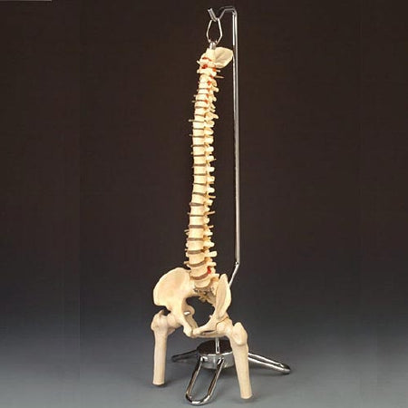 Anatomical Chart Company Vertebral Column Model Desk-Size 4.15 lbs. - CS85X
