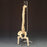 Anatomical Chart Company Vertebral Column Model Desk-Size 4.15 lbs. - CS85X