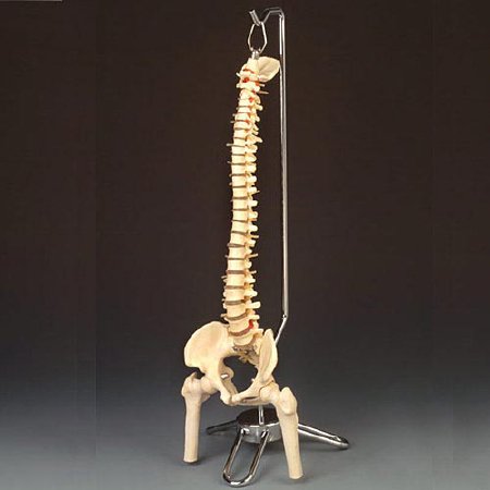 Anatomical Chart Company - Vertebral Column Model Desk-Size 4.15 lbs. - CS85X