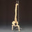 Anatomical Chart Company - Vertebral Column Model Desk-Size 4.15 lbs. - CS85X