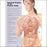 Anatomical Chart Company - Anatomical Chart Internal Organs of the Human Body 20 X 26 Inch Plastic Wall Mount Laminated - 9781587798290
