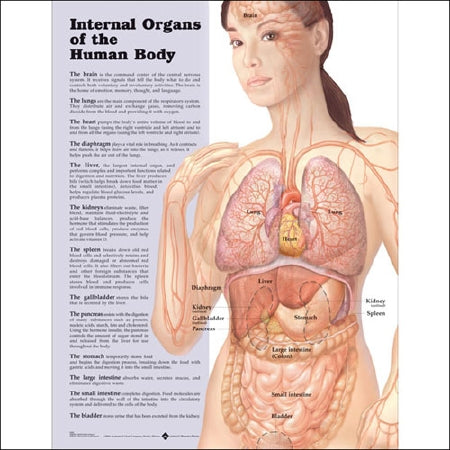Anatomical Chart Company Anatomical Chart Internal Organs of the Human Body 20 X 26 Inch Plastic Wall Mount Laminated - 9781587798290