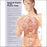Anatomical Chart Company Anatomical Chart Internal Organs of the Human Body 20 X 26 Inch Plastic Wall Mount Laminated - 9781587798290