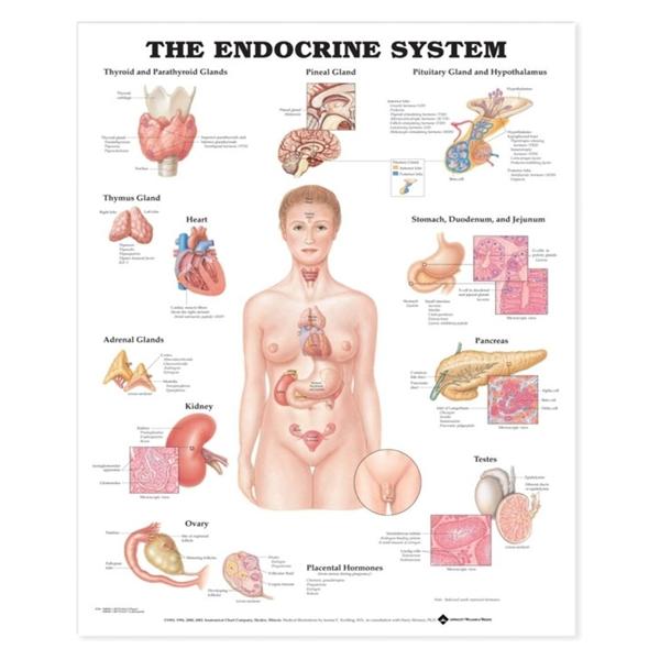 Wolters Kluwer Health Inc Chart Anatomical The Endocrine System 20X26" Ea - 9781587790157