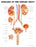 Anatomical Chart Company Anatomical Chart Diseases of the Urinary Tract 20 X 26 Inch Plastic Grommets Laminated - 9781587792410