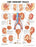 Anatomical Chart Company Anatomical Chart Urinary Tract 20 X 26 Inch Plastic Wall Mount Laminated - 9781587790713