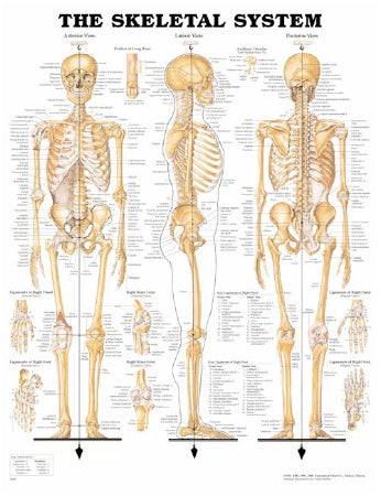 Anatomical Chart Company Anatomical Chart Skeletal System 20 X 26 Inch Plastic Wall Mount Laminated - 1587790629