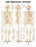 Anatomical Chart Company Anatomical Chart Skeletal System 20 X 26 Inch Plastic Wall Mount Laminated - 1587790629