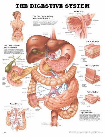 Anatomical Chart Company Anatomical Chart Digestive System 20 X 26 Inch Plastic Wall Mount Laminated - 1587790068