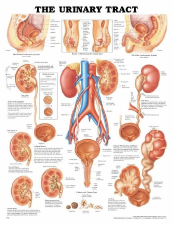 Anatomical Chart Company Anatomical Chart Urinary Tract 20 X 26 Inch Plastic Wall Mount Laminated - 9781587790713