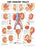 Anatomical Chart Company - Anatomical Chart Urinary Tract 20 X 26 Inch Plastic Wall Mount Laminated - 1587790718