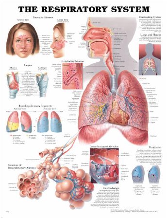Anatomical Chart Company - Anatomical Chart Respiratory System 20 X 26 Inch Plastic Wall Mount Laminated - 158779053X