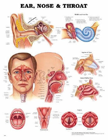 Anatomical Chart Company Anatomical Chart Ear, Nose and Throat 20 X 26 Inch Plastic Wall Mount Laminated - 9781587791154