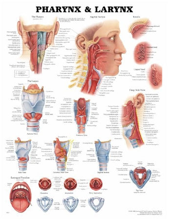 Anatomical Chart Company Anatomical Chart Pharnyx and Larnyx 20 X 26 Inch Plastic Wall Mount Laminated - 1587791803
