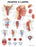 Anatomical Chart Company Anatomical Chart Pharnyx and Larnyx 20 X 26 Inch Plastic Wall Mount Laminated - 1587791803