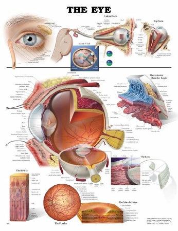 Anatomical Chart Company Anatomical Chart Eye 20 X 26 Inch Plastic Wall Mount Laminated - 1587791269