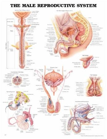 Anatomical Chart Company - Anatomical Chart Male Reproductive System 20 X 26 Inch Plastic Wall Mount Laminated - 1587790300