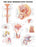 Anatomical Chart Company - Anatomical Chart Male Reproductive System 20 X 26 Inch Plastic Wall Mount Laminated - 1587790300