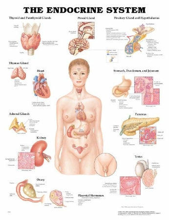 Anatomical Chart Company - Anatomical Chart Endocrine System 20 X 26 Inch Plastic Wall Mount Laminated - 1587790157