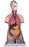 Classic 3B Scientific - Unisex Torso 12 Part - LY01009