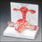 Anatomical Chart Company Uterus/Ovary Model Full Size - G348