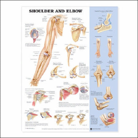 Anatomical Chart Company Anatomical Chart Shoulder and Elbow 20 X 26 Inch Plastic Wall Mount Laminated - 9781587797552