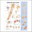 Anatomical Chart Company Anatomical Chart Shoulder and Elbow 20 X 26 Inch Plastic Wall Mount Laminated - 9781587797552
