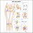 Anatomical Chart Company Anatomical Chart Hip and Knee 20 X 26 Inch Plastic Wall Mount Laminated - 9781587798665