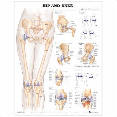 Anatomical Chart Company - Anatomical Chart Hip and Knee 20 X 26 Inch Plastic Wall Mount Laminated - 9781587798665