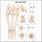 Anatomical Chart Company - Anatomical Chart Hip and Knee 20 X 26 Inch Plastic Wall Mount Laminated - 9781587798665
