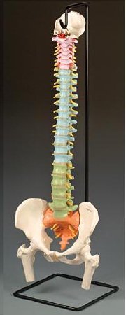 Anatomical Chart Company Didactic Flexible Spine Model - A58/9