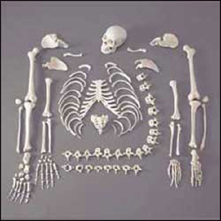 Anatomical Chart Company Full Disarticulated Budget Skeleton - CHA5/1