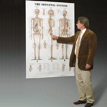 Anatomical Chart Company - Anatomical Chart Skeletal System 42 X 62 Inch Heavy Paper Grommets - 9781587799822