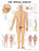 Anatomical Chart Company Anatomical Chart Spinal Nerve 20 X 26 Inch Heavy Paper Grommets Laminated - 9781587792052