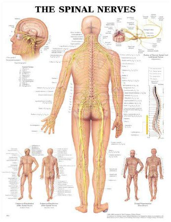 Anatomical Chart Company - Anatomical Chart Spinal Nerve 20 X 26 Inch Heavy Paper Grommets Laminated - 9781587792052
