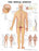 Anatomical Chart Company - Anatomical Chart Spinal Nerve 20 X 26 Inch Heavy Paper Grommets Laminated - 9781587792052