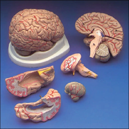 Anatomical Chart Company - Brain Model - C20C
