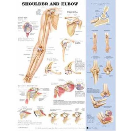 Anatomical Chart Company - Anatomical Chart Shoulder and Elbow 20 X 26 Inch Styrene Plastic Grommets Laminated - 9781587796852